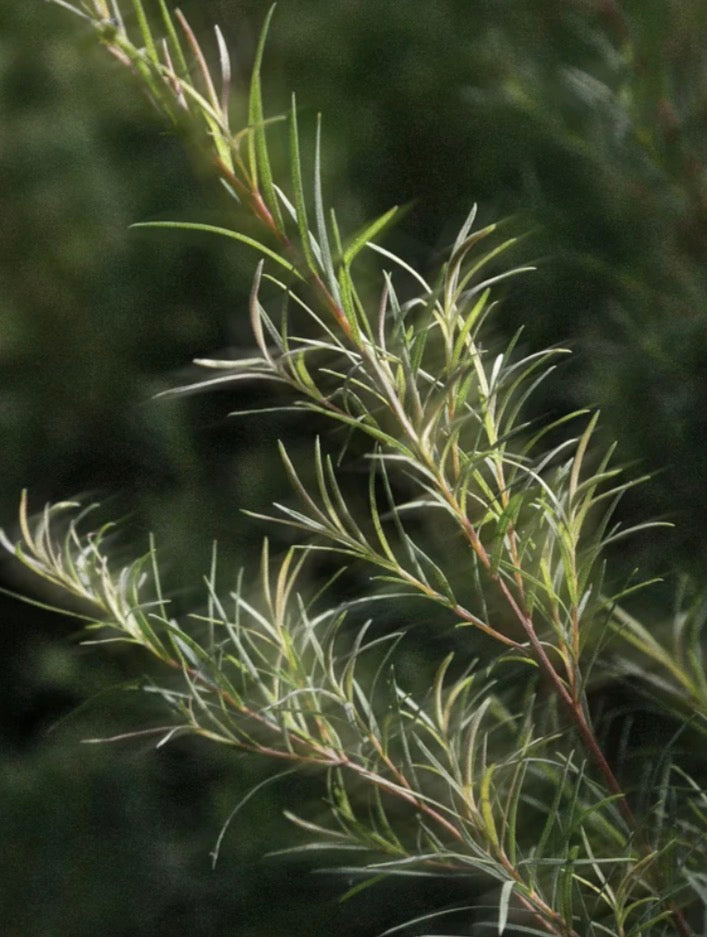 Soothing Spot Corrector